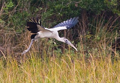 Coming in for a landing