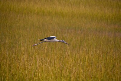 In flight