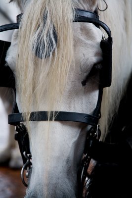 Savannah carriage horse