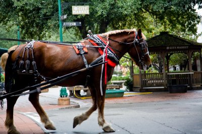 working horse