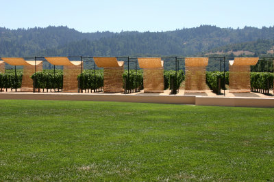 Mondavi vineyards