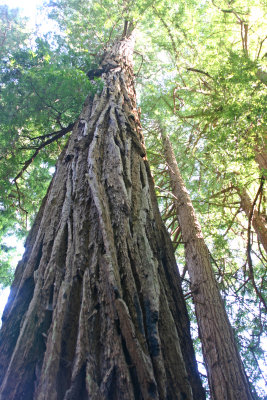 Giant Coastal Redwood at Muir Woods