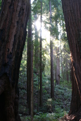 A quiet moment among the redwoods