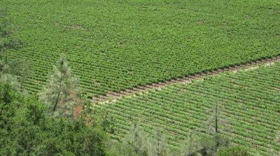 Napa grapevines