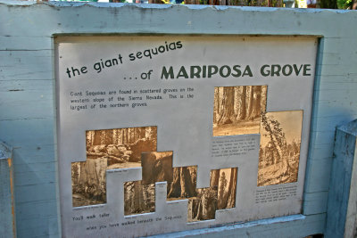 Tour of Mariposa Grove's Sequoias