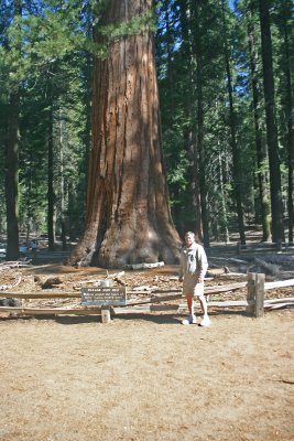 Rick & the Sequoia