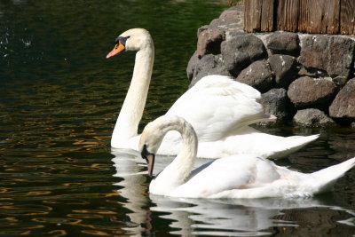 White swans at the Embassy Suites