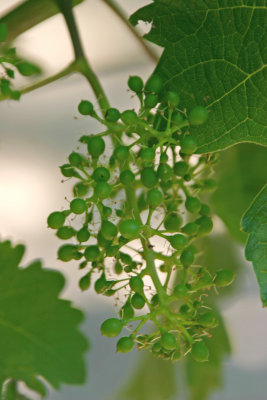 Developing grapes