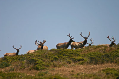 Tule elk in the Point Reyes Elk Preserve
