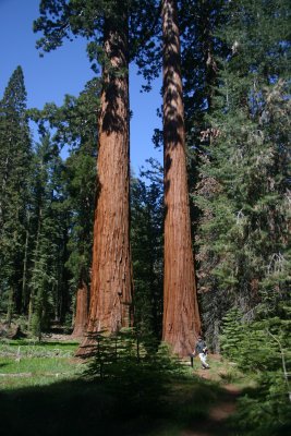 Stephen & the Sequoias