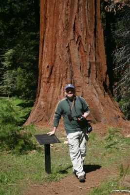 Stephen dwarfed by the Sequoias