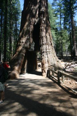 Clothespin tree