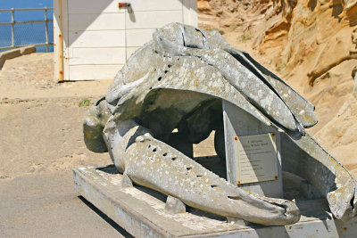 Skull of the California Gray Whale