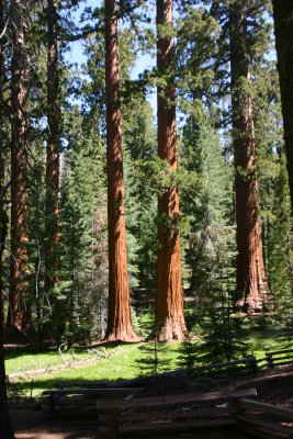 Mariposa Grove Sequoias
