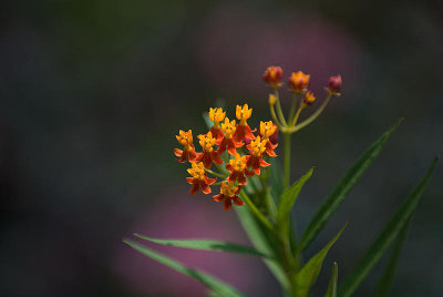 DSC_5391.jpg