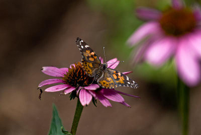 DSC_5394.jpg