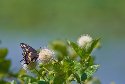 Hatchie NWR