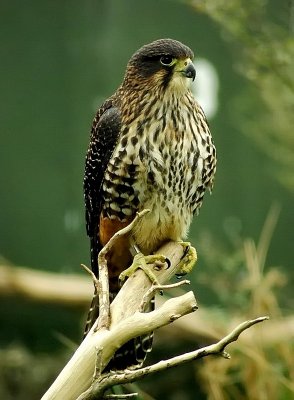 NZ Falcon on branch.jpg