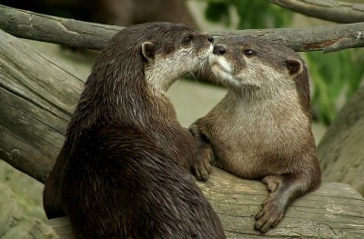 An otter moment.jpg