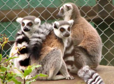 Lemur Trio _filtered.jpg
