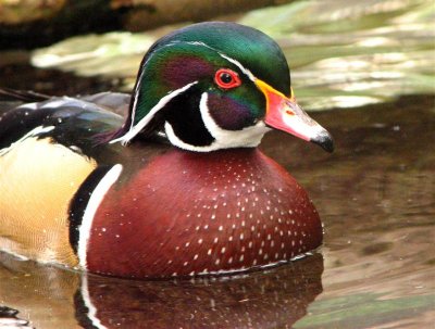 Male Wood Duck.jpg