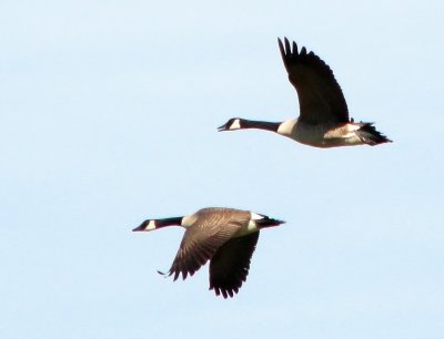 2 Canada Geese.jpg