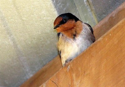 Swallow sheltering from wind.jpg