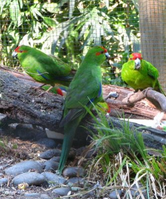 3 Red crowned Parakeets