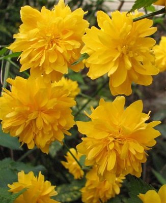 Yellow flowers of spring.jpg