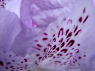 Purple petals.JPG