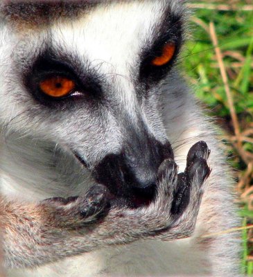 Lemur up close.jpg