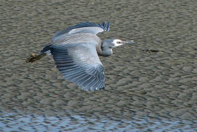 Flight of White Faced Heron.
