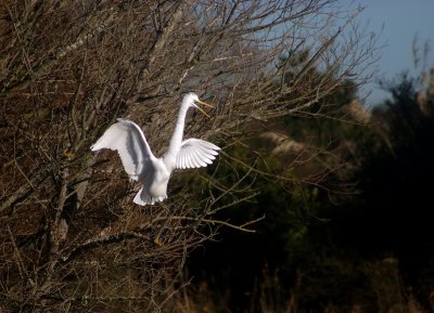 Preening flap.jpg