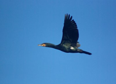 Cormorant flight.jpg