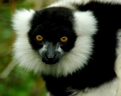 Black & White Ruffed Lemur.jpg