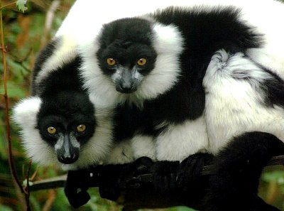 Black & White Ruffed Lemurs.jpg