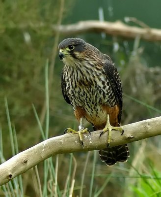 NZ Falcon on a branch.jpg