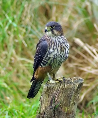 NZ Falcon Looking back.jpg