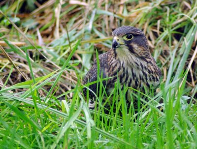 Falcon in the grass 3.jpg