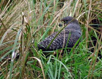 Falcon in the grass 4.jpg