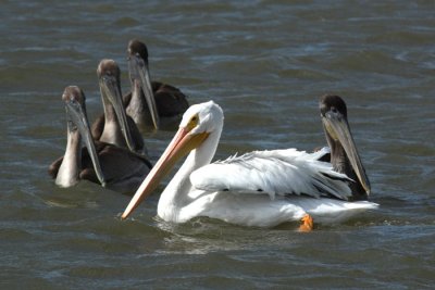 White and Brown Pelicans