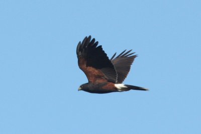 Harris's Hawk, Rayne, LA, 11/2/09