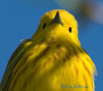 Paruline jaune - Yellow Warbler - 17 photos