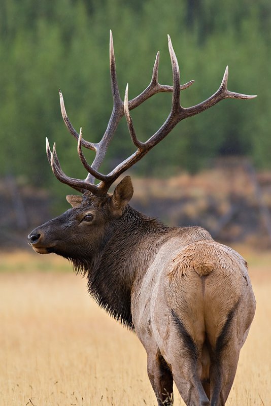 Bull Elk In The Rain