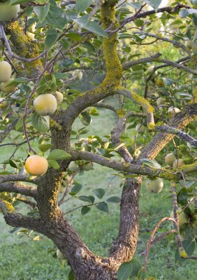 Persimmons