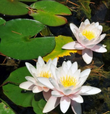 4389  Water Lily