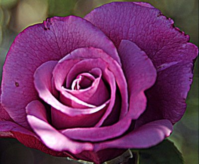 4011 Purple Rose