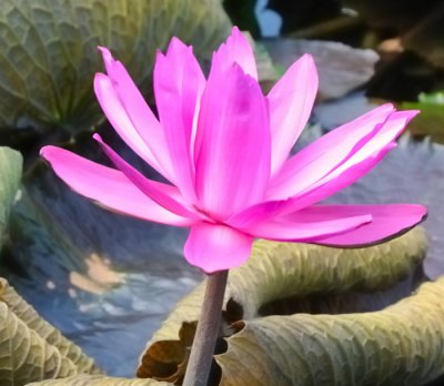 7134 pink lily.jpg