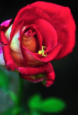 7532 Rose with Spider