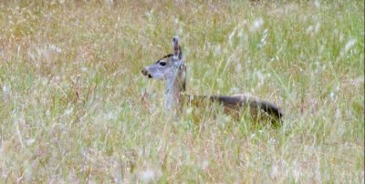 3816 Deer in Field